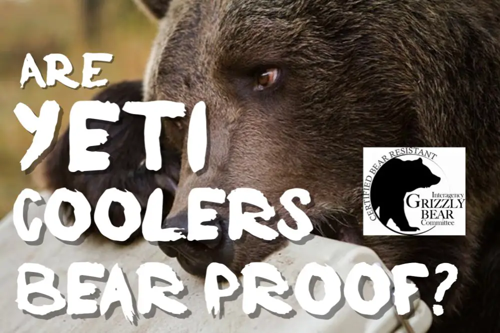 Are Yeti Coolers Bear Proof? Plus How Are They Tested