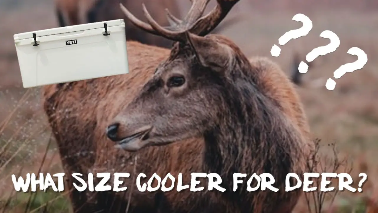 What Size Cooler For Deer? EXPLAINED IN DETAIL