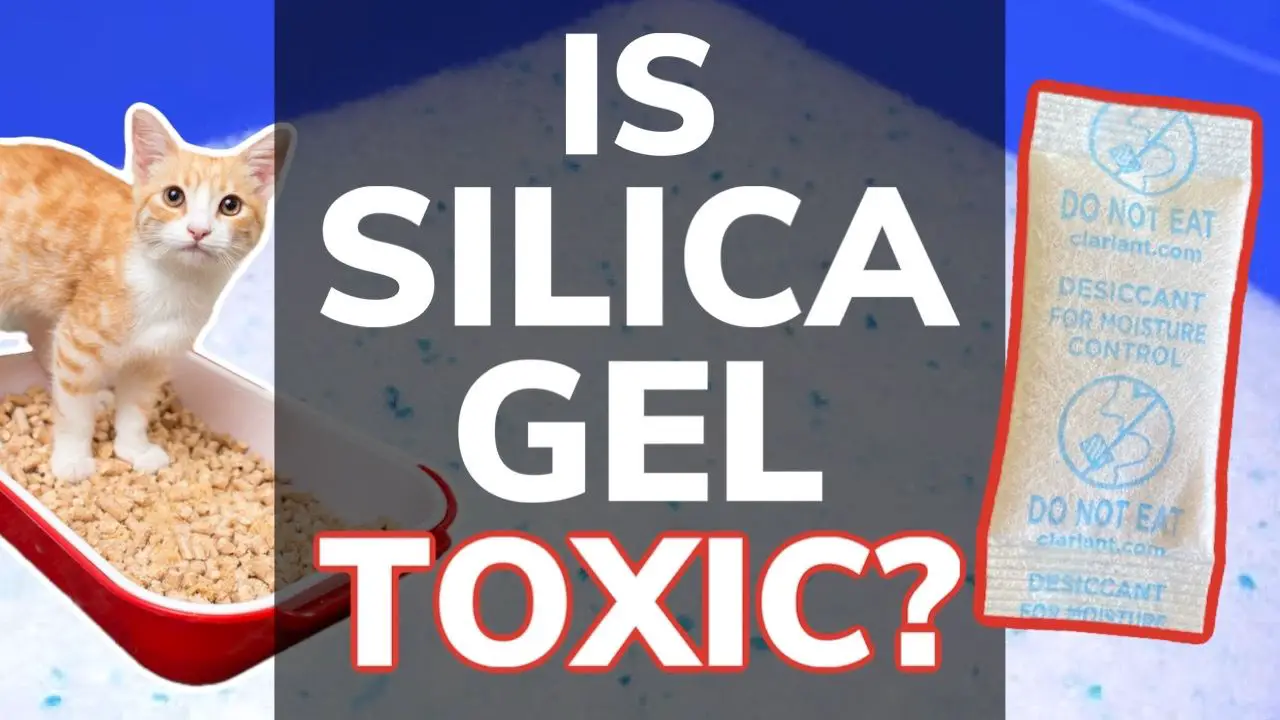Is Silica Gel Toxic To Cats? What If Your Kitty Eats It?